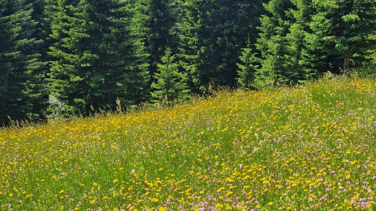 Mountain Eco Chalet Konjska Dolina On 1400 M Asl -Near Pokljuka Srednja Vas v Bohinju Екстериор снимка