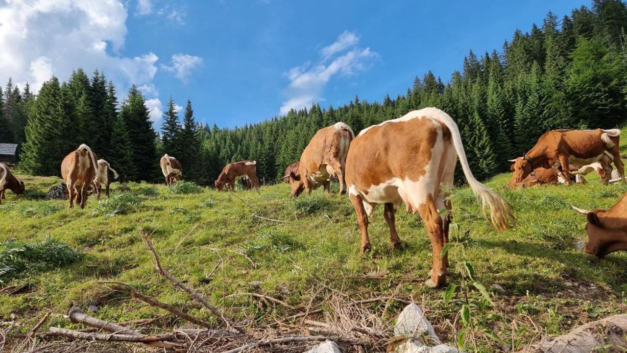 Mountain Eco Chalet Konjska Dolina On 1400 M Asl -Near Pokljuka Srednja Vas v Bohinju Екстериор снимка